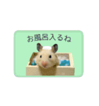 キンクマハムスターきなこ2（個別スタンプ：23）