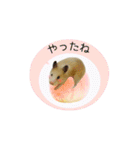 キンクマハムスターきなこ2（個別スタンプ：31）