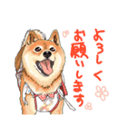 みんなの柴犬スタンプ1（個別スタンプ：3）