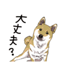 みんなの柴犬スタンプ1（個別スタンプ：7）