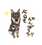 みんなの柴犬スタンプ1（個別スタンプ：22）