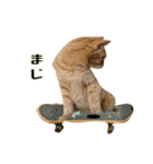 CatSK8-2（個別スタンプ：5）