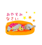 リアルDOG マルプー2（個別スタンプ：31）