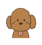 Poodle Gingy（個別スタンプ：1）