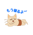 ねこのソマリ三兄弟（個別スタンプ：23）