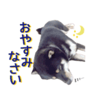 黒柴ノアール（個別スタンプ：3）