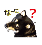 黒柴ノアール（個別スタンプ：7）