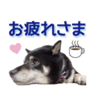 黒柴ノアール（個別スタンプ：11）