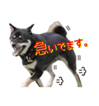 黒柴ノアール（個別スタンプ：13）