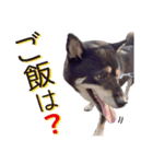 黒柴ノアール（個別スタンプ：14）