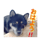 黒柴ノアール（個別スタンプ：18）