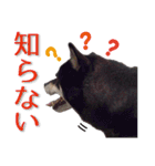 黒柴ノアール（個別スタンプ：21）