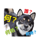 黒柴ノアール（個別スタンプ：24）