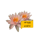 FLOWER TODAY（個別スタンプ：7）