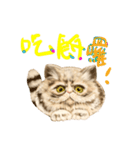 Fat Cat - Moon（個別スタンプ：36）