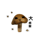 Suffering fungi（個別スタンプ：8）