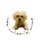 Babydog_pei（個別スタンプ：1）