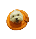 Babydog_pei（個別スタンプ：7）