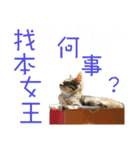miao miao miao miao（個別スタンプ：1）