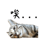 miao miao miao miao（個別スタンプ：3）