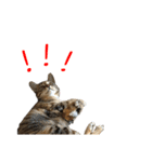 miao miao miao miao（個別スタンプ：4）