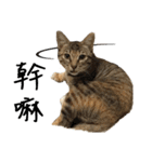 miao miao miao miao（個別スタンプ：5）
