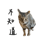 miao miao miao miao（個別スタンプ：6）