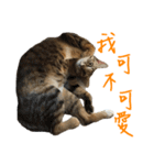 miao miao miao miao（個別スタンプ：10）