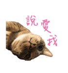 miao miao miao miao（個別スタンプ：13）