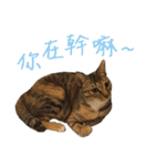 miao miao miao miao（個別スタンプ：14）