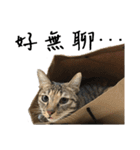 miao miao miao miao（個別スタンプ：17）
