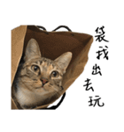 miao miao miao miao（個別スタンプ：18）