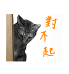 miao miao miao miao（個別スタンプ：19）