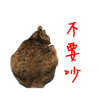 miao miao miao miao（個別スタンプ：21）