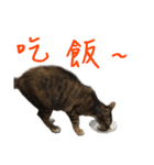 miao miao miao miao（個別スタンプ：22）