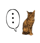 miao miao miao miao（個別スタンプ：23）