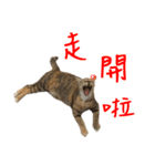 miao miao miao miao（個別スタンプ：24）