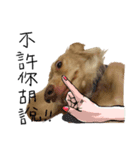 dooooog vol.2（個別スタンプ：1）