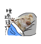 dooooog vol.2（個別スタンプ：3）
