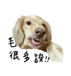 dooooog vol.2（個別スタンプ：4）