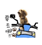 dooooog vol.2（個別スタンプ：7）