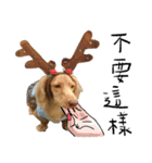 dooooog vol.2（個別スタンプ：11）