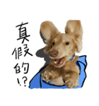 dooooog vol.2（個別スタンプ：12）