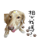 dooooog vol.2（個別スタンプ：13）
