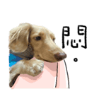 dooooog vol.2（個別スタンプ：15）