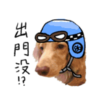dooooog vol.2（個別スタンプ：16）