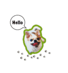 Doggy Dobby（個別スタンプ：1）