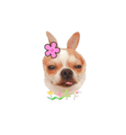 Doggy Dobby（個別スタンプ：2）
