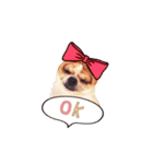 Doggy Dobby（個別スタンプ：5）