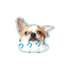 Doggy Dobby（個別スタンプ：14）